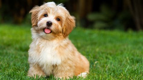 best dog breed for families with kids